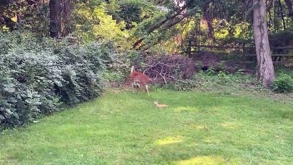 Cat and Deer Become Best Buds