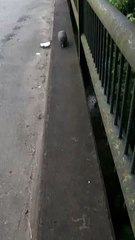 Armadillo Must Go Around Scared Human