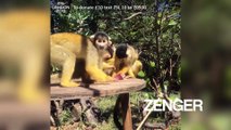 Monkeys eat icy treats at London Zoo
