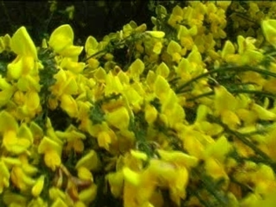 bande annonce abeilles