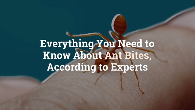 Everything You Need to Know About Ant Bites, According to Experts