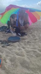 Owner and Dog Take Shelter Under Umbrella During Rainstorm on the Beach