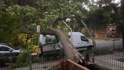 Trees crush cars and trucks in Chicago