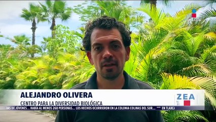 Tiburón blanco de Baja California, en grave peligro por piratas chinos