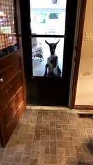 Neighbors Goat Knocks on Door and Comes Inside