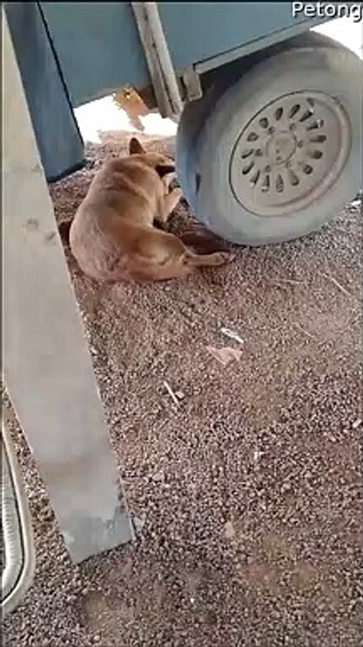 Human and Dog Scare Each Other