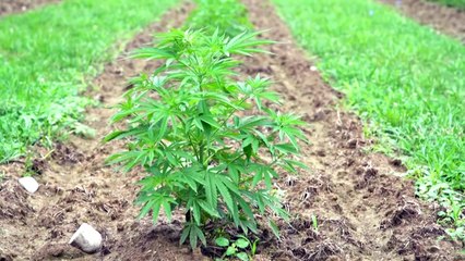 "No es marihuana": productores de cáñamo de EEUU enfrentan a ladrones y al mercado