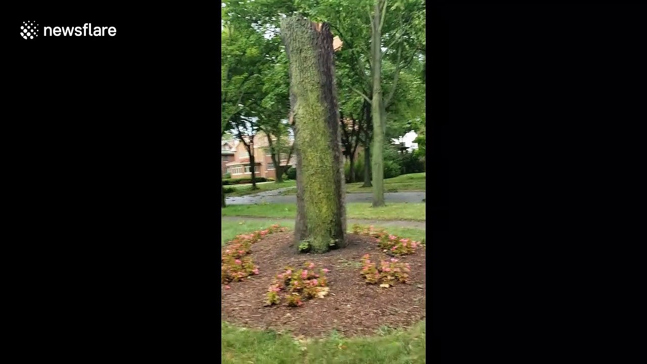 Derecho slams Chicago, massive trees snapped in half in Windy City due to destructive weather