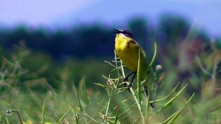 Yellow bird