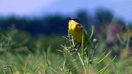 Yellow bird