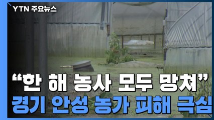 "한 해 농사 모두 망쳐"...경기 안성 농가 피해 극심 / YTN