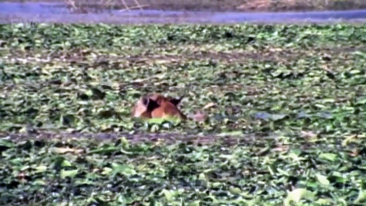 Tiger Can’t Escapes Giant Anaconda – Python vs Leopard, Lion –snakes Explore Wild Creatures