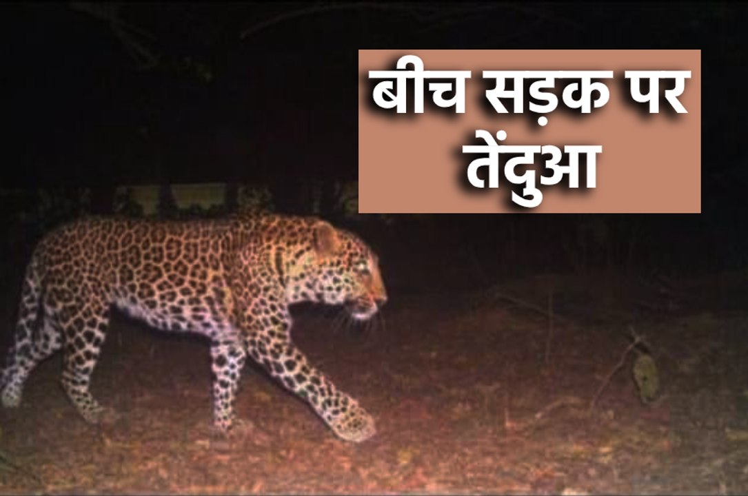 बीच सड़क पर दो तेंदुओं ने जमाया डेरा |