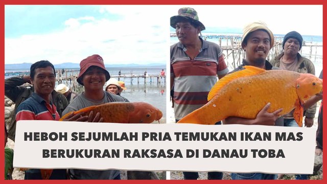 Viral Ikan Mas Raksasa di Danau Toba Ditangkap, Warganet Khawatir Musibah