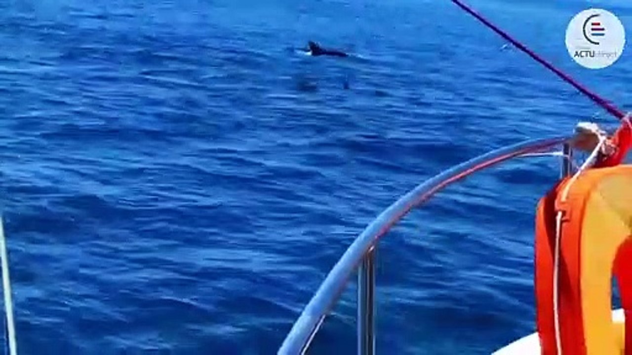 Dauphins valras