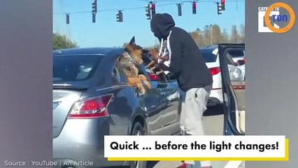 Rencontre adorable entre deux chiens arrêté à un feu rouge