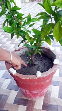 Learn About Plants-Different parts of a plants for students,children