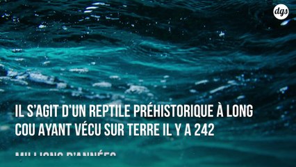 Les chercheurs résolvent le mystère entourant un reptile à long cou vieux de 242 millions d'années