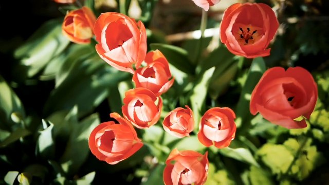 Soil P3 |crops according to soil |soil erosion|soil conservation