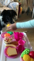 Doggy Having a Splendid Time at Tea Party