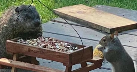 Ces photos d'une marmotte et d'un écureuil partageant leur repas sont à croquer