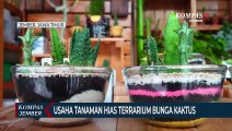 Usaha Tanaman Hias Terrarium Bunga Kaktus