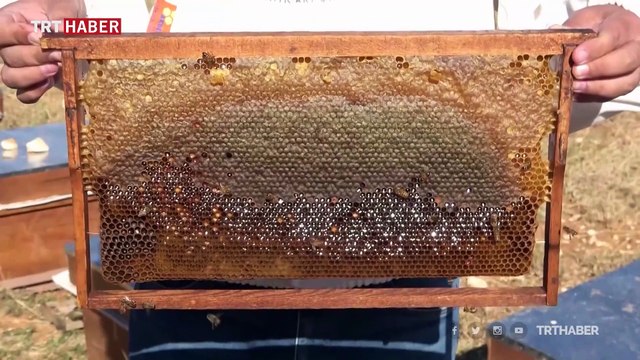 2 bin 500 rakımlı yaylada bal üretimi