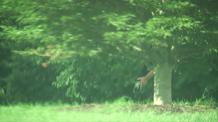 백악관 부근 총격 사건..."총격 시늉에 대응사격" / YTN