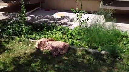 Birinci kattaki evinin penceresinden düşen yatalak hasta öldü - KONYA