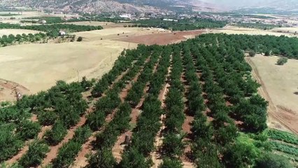 Babadan kalma 500 kayısı ağacına özenle bakarak örnek kadın çiftçi oldu (2) - ELAZIĞ