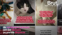 À Beyrouth, une association à la rescousse des animaux disparus