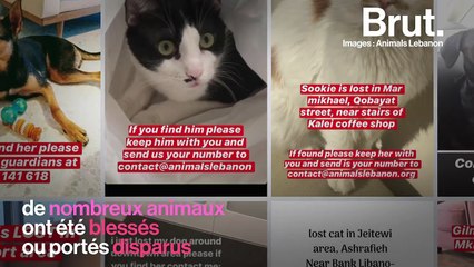 À Beyrouth, une association à la rescousse des animaux disparus