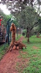 Cristano Ronaldo Whatsapp status | CR7 whatsapp status Cristano Header