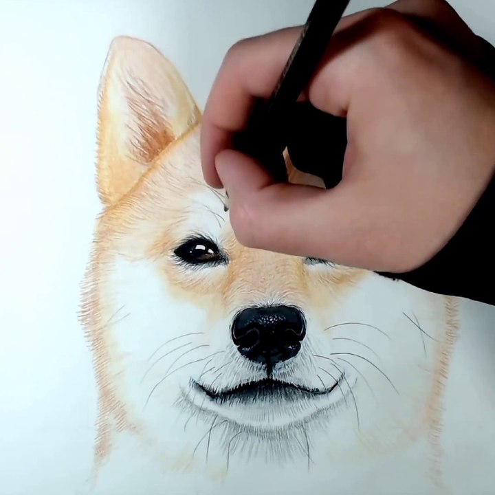 dessin de Shiba Inu