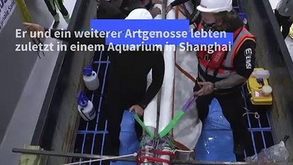 Nach Jahren im Aquarium: Zwei Beluga-Wale wieder im Meer