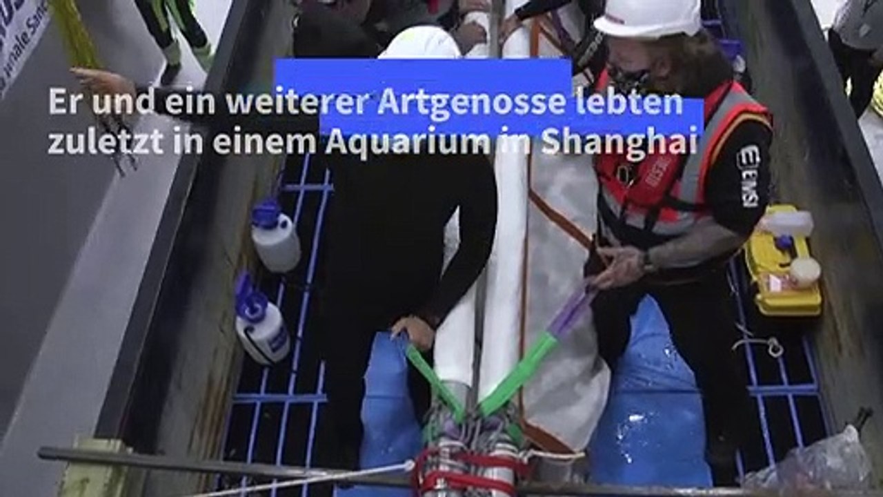 Nach Jahren im Aquarium: Zwei Beluga-Wale wieder im Meer