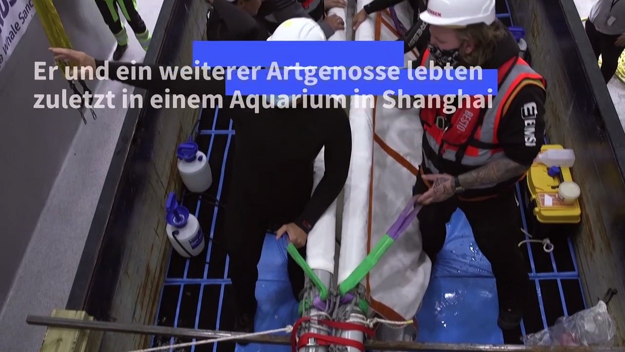 Nach Jahren im Aquarium: Zwei Beluga-Wale wieder im Meer