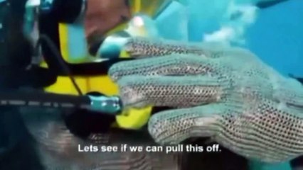 Mike Tyson, köpek balığına karşı; işte o müsabaka!