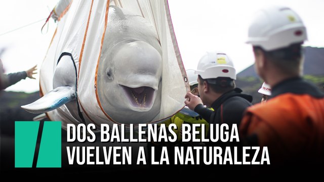 Liberan dos ballenas beluga en un santuario de la costa de Islandia
