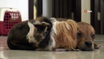 Gine domuzuyla, yavru köpeğin dostluğu görenleri şaşırtıyor