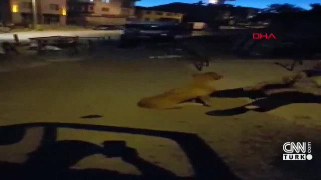 Yer: Zonguldak... 3 aydır kayıp köpeğiyle kavuşma anı duygulandırdı | Video