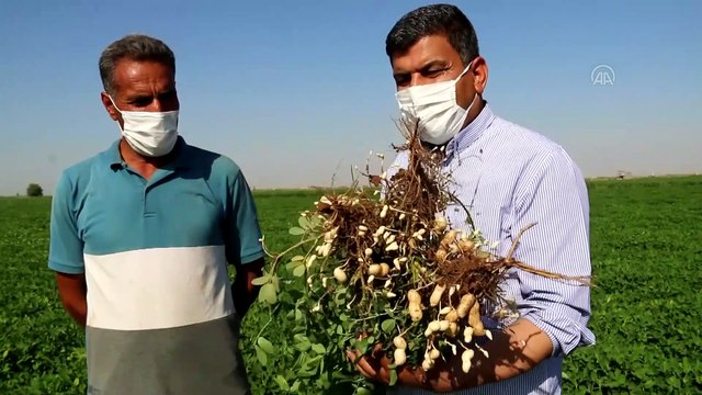 Harran Ovası'nda yer fıstığı üretilmeye başlandı - ŞANLIURFA