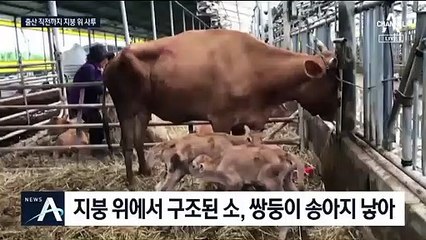 지붕에서 버틴 모정…구조된 소, 쌍둥이 송아지 낳아