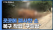 남원 복구 현장 곳곳에 폐사한 소...폭염 특보 속 '구슬땀' 복구 / YTN