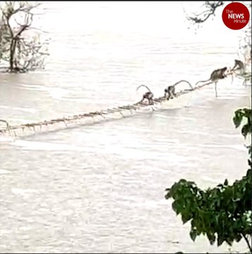 50 monkeys stranded on trees in flooded river rescued in Karnataka