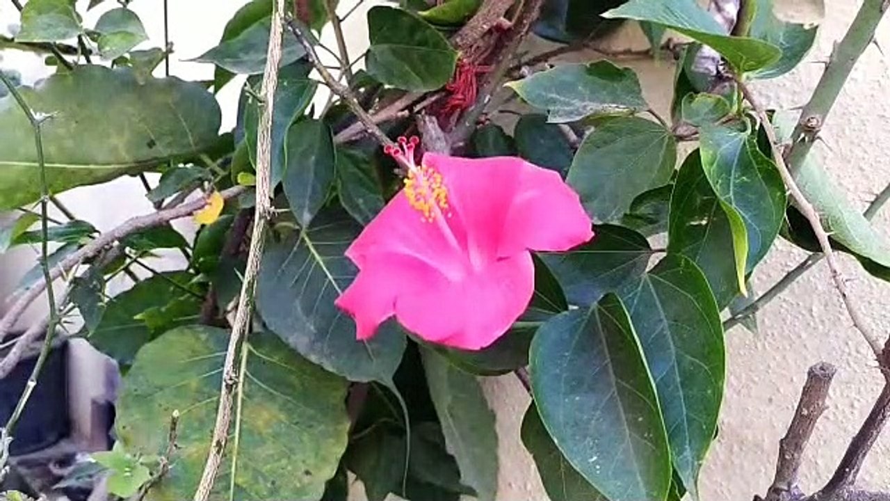 Hibiscus bloom