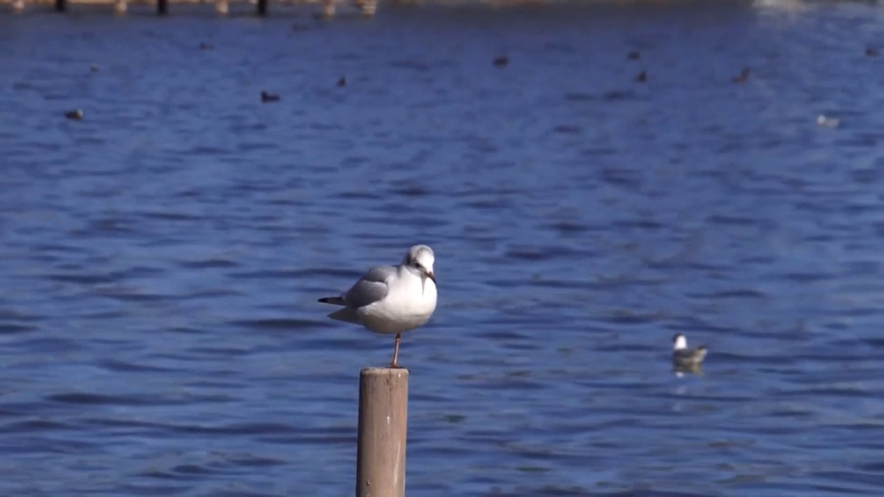Seagull  a bird