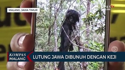 Seekor Lutung Jawa Dibunuh Secara Keji, Jadi Korban Perburuan