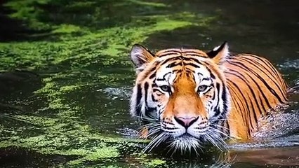 #Animals and birds amazing scene#very good scene