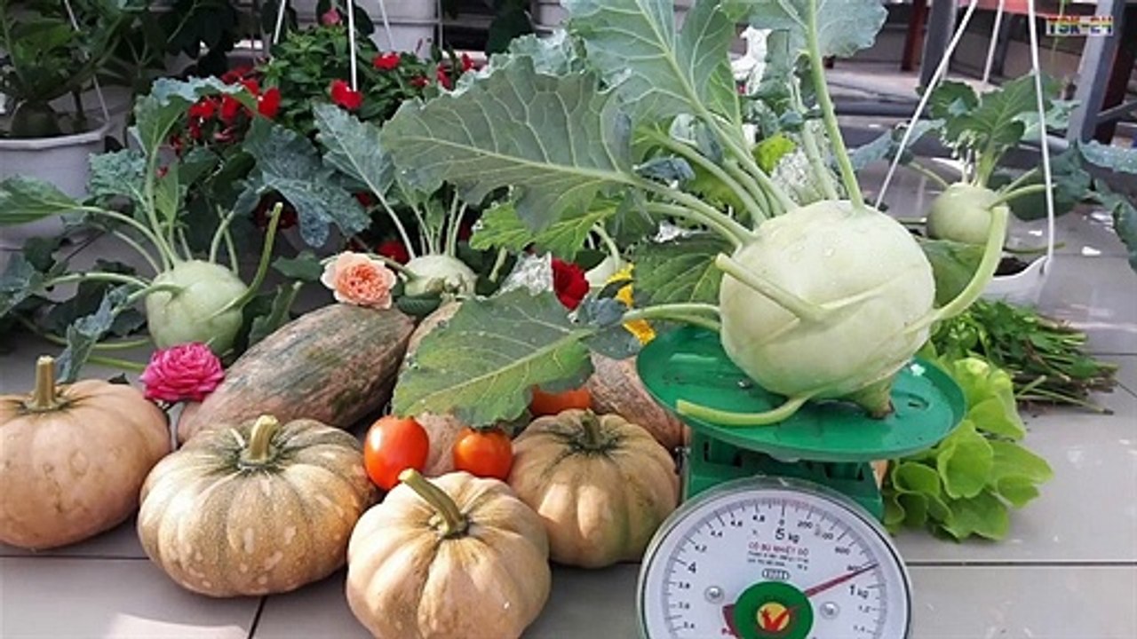 Easy to grow Kohlrabi at home